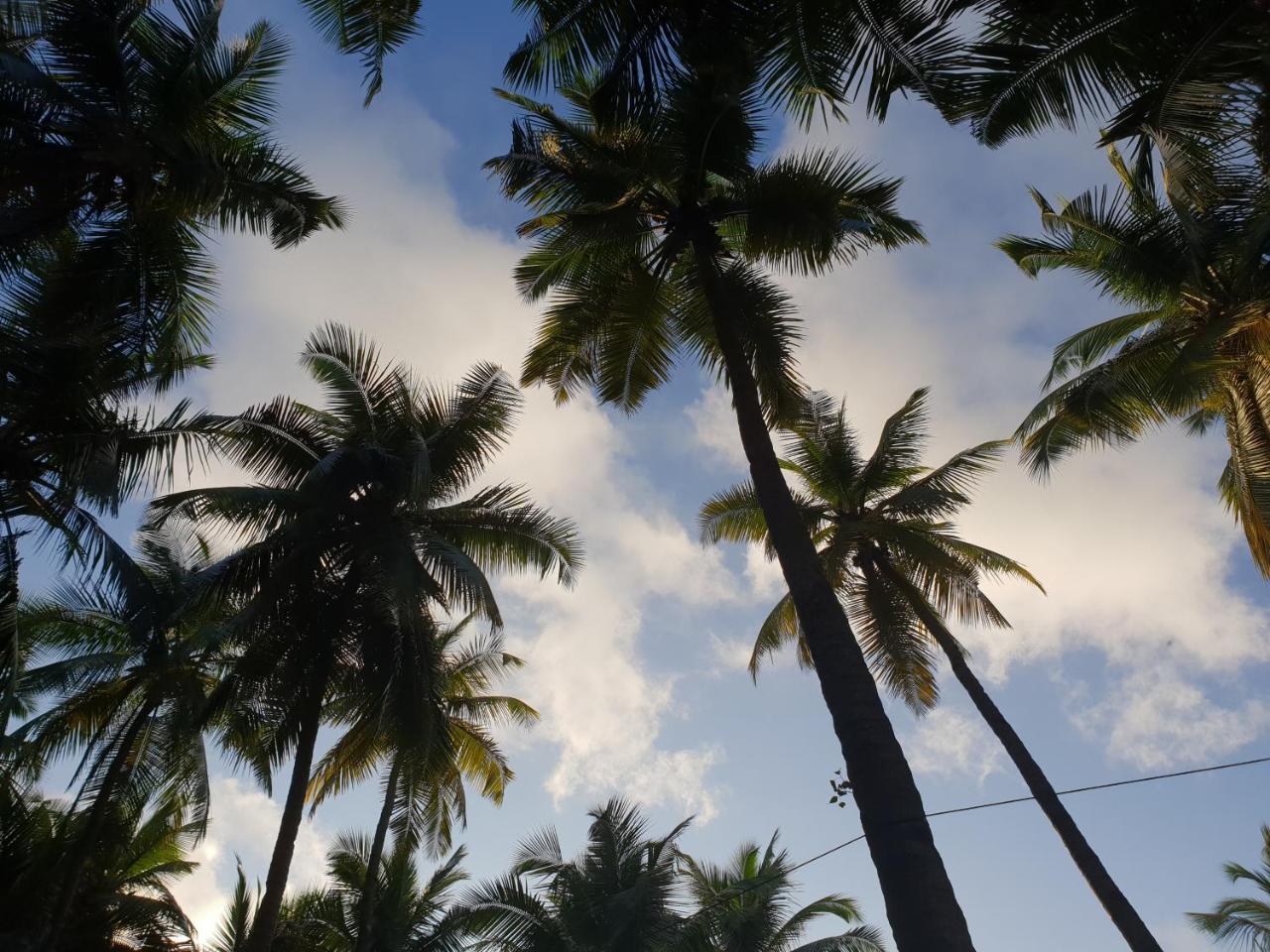 Palm Forest Bãi biển Palolem Ngoại thất bức ảnh